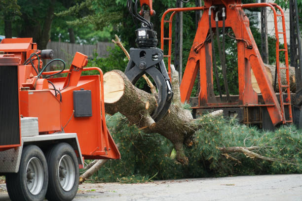 How Our Tree Care Process Works  in  Middle River, MD